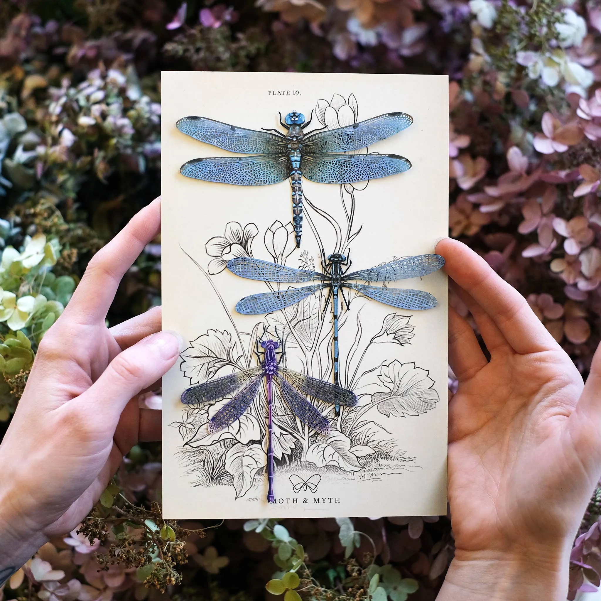 Aerial Dragonfly 3pc  Laser Cut Specimens